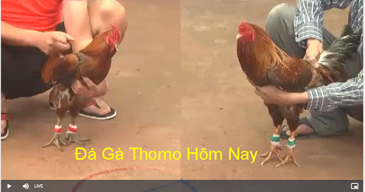 Trực Tiếp Đá Gà Thomo Hôm Nay - Kịch Liệt Không Thể Rời Mắt